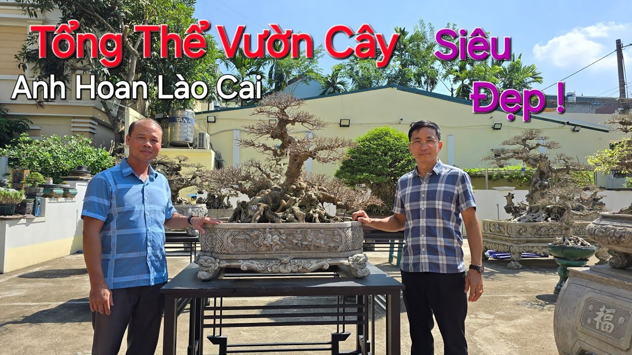 TIN MỚI ! Tức Tốc lên LÀO CAI ngắm VƯỜN CÂY VÍP mới làm xong TUYỆT ĐẸP của NV HOAN Bonsai .