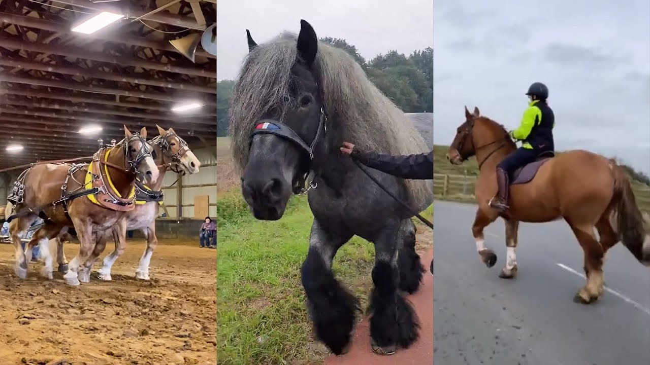 Big Horses Compilation pt 5