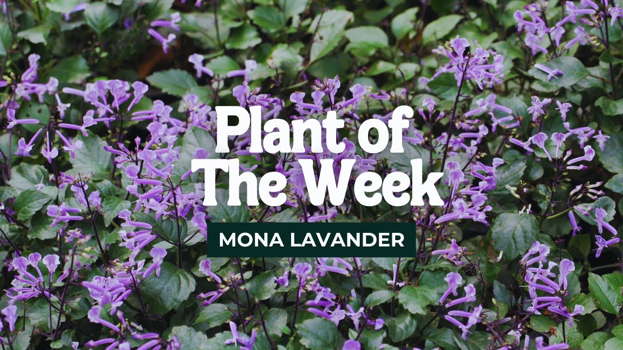 Mona Lavender in North Florida: A Jacksonville Landscape Favorite