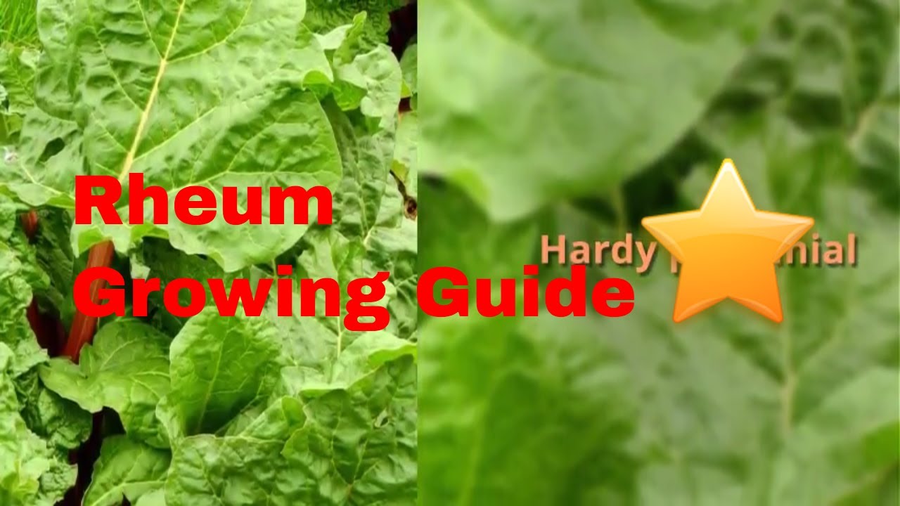 Rheum Growing Guide (Rhubarb) by GardenersHQ