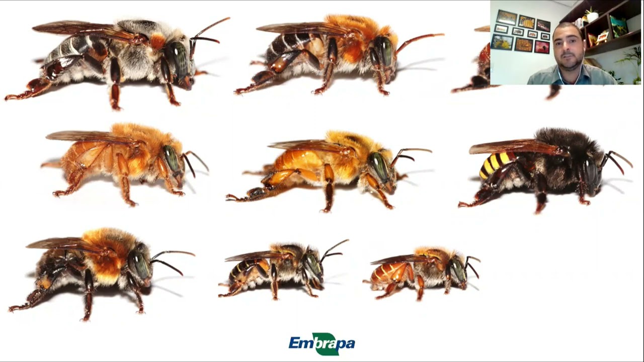 Meliponicultura urbana - módulo 5