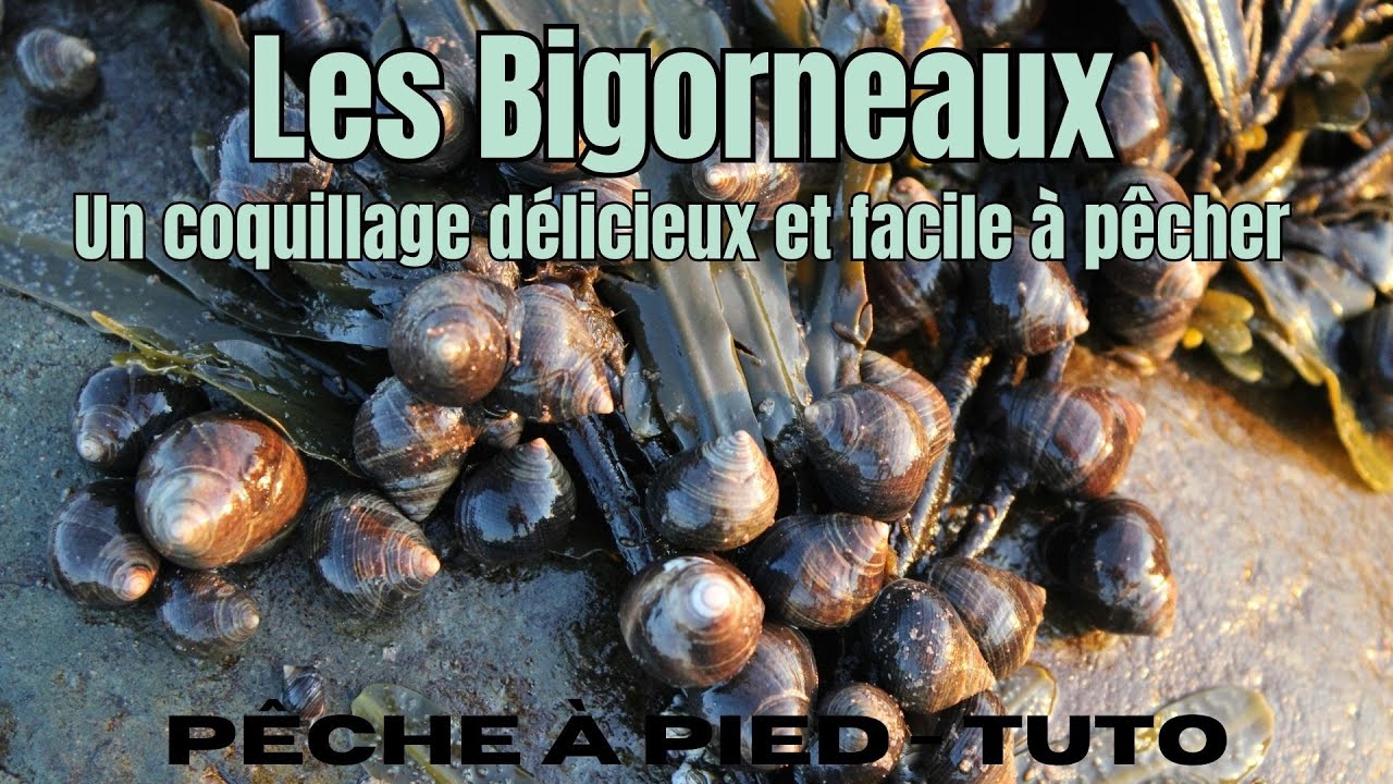 Comment pêcher les Bigorneaux + ma recette pour les cuisiner 🐚 🍳
