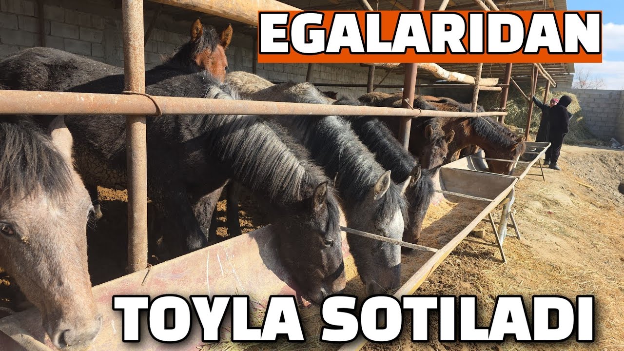 EGALARIDAN TOYLA SOTILADI 06.02.2026 BUXORO JONDOR ERONSHOX.