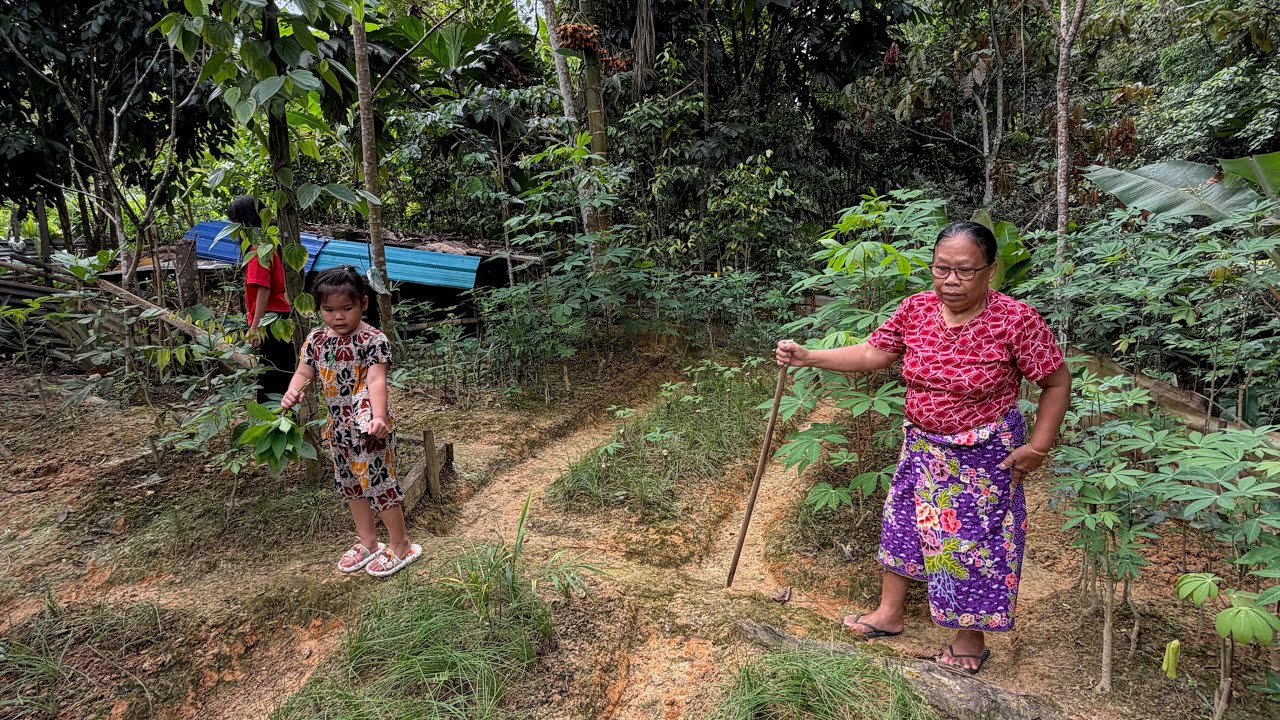 PAGI PERTAMA TITOI SUDAH IKUT NENEK PERGI KE KEBUN DAN BAGI TERNAKAN MAKAN // 