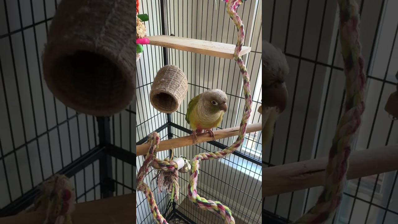 Green cheek conure Enjoying his banana treat..# greencheek conure # parrot 