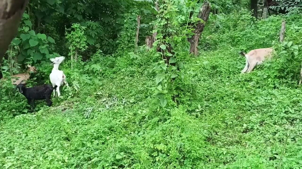 Go  go go eat all u can bitter gourd leaves while 