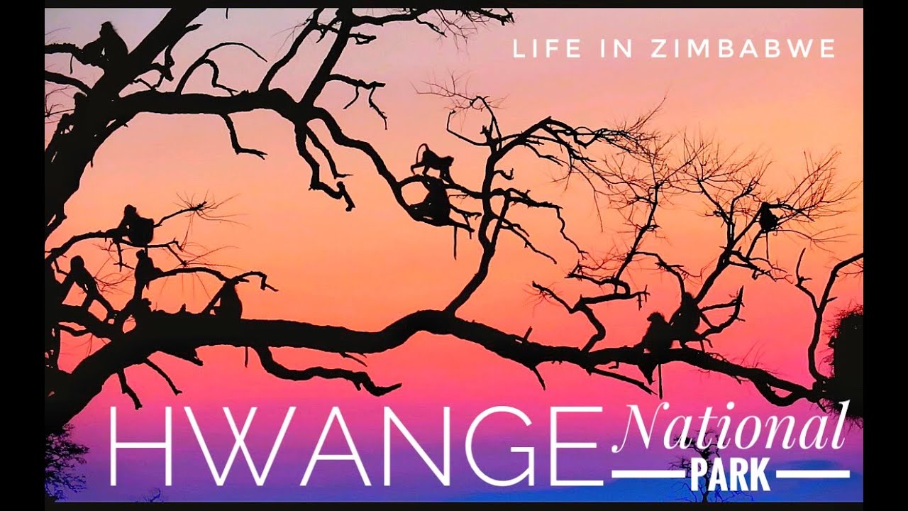 Hwange National Park Zimbabwe.
