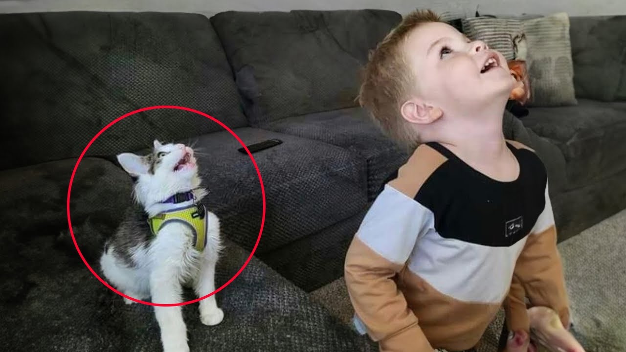Когда твой кот копирует каждое твоё движение 😂 Смешной кот и человек