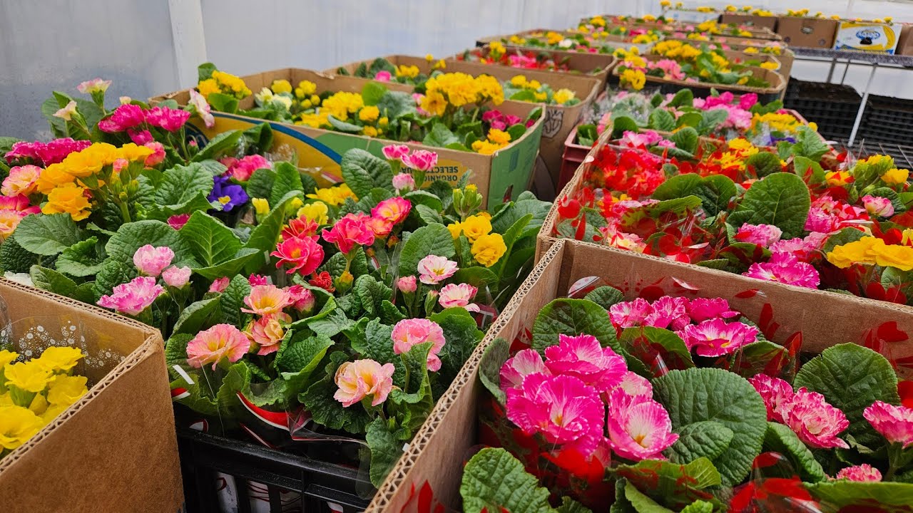 Renunt la florile de martie!