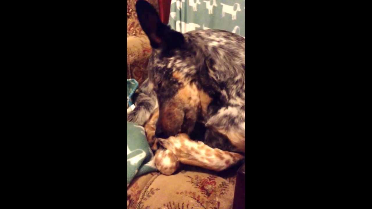 My dog likes biting nails
