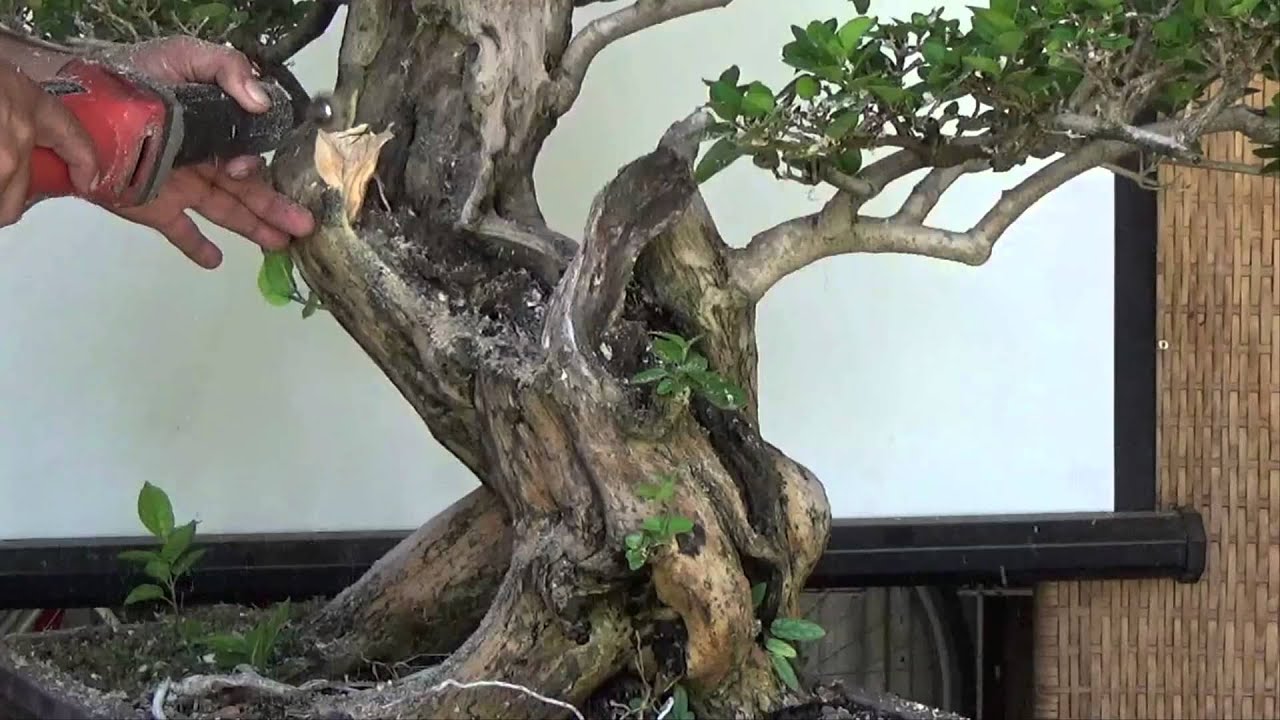 A Day in the Life of Bonsai Iligan: Improving a Curvy Premna
