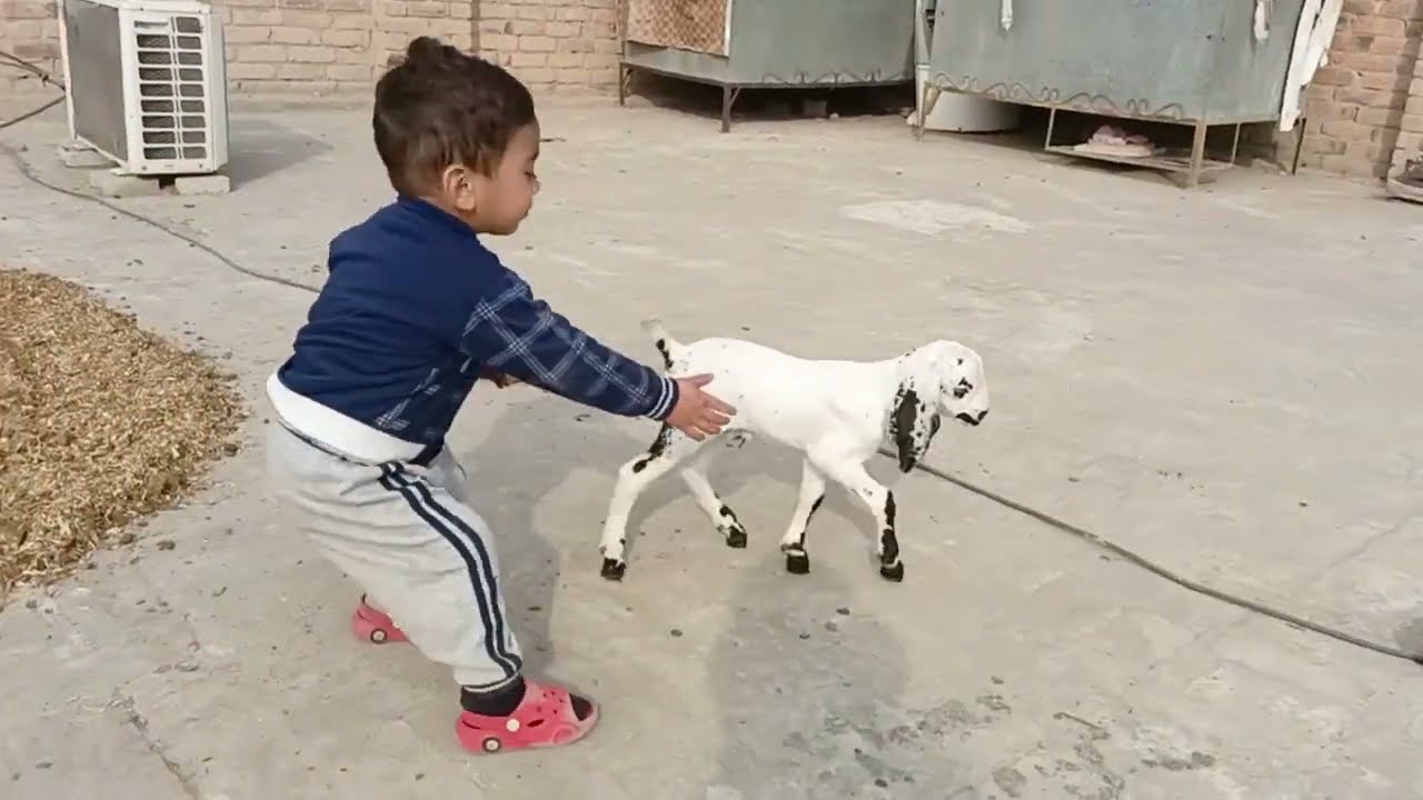 Maira baita aaj bakri kay bachon k Sath khel Raha hai ma Sha Allah #animal #goat #beautifullgoats 