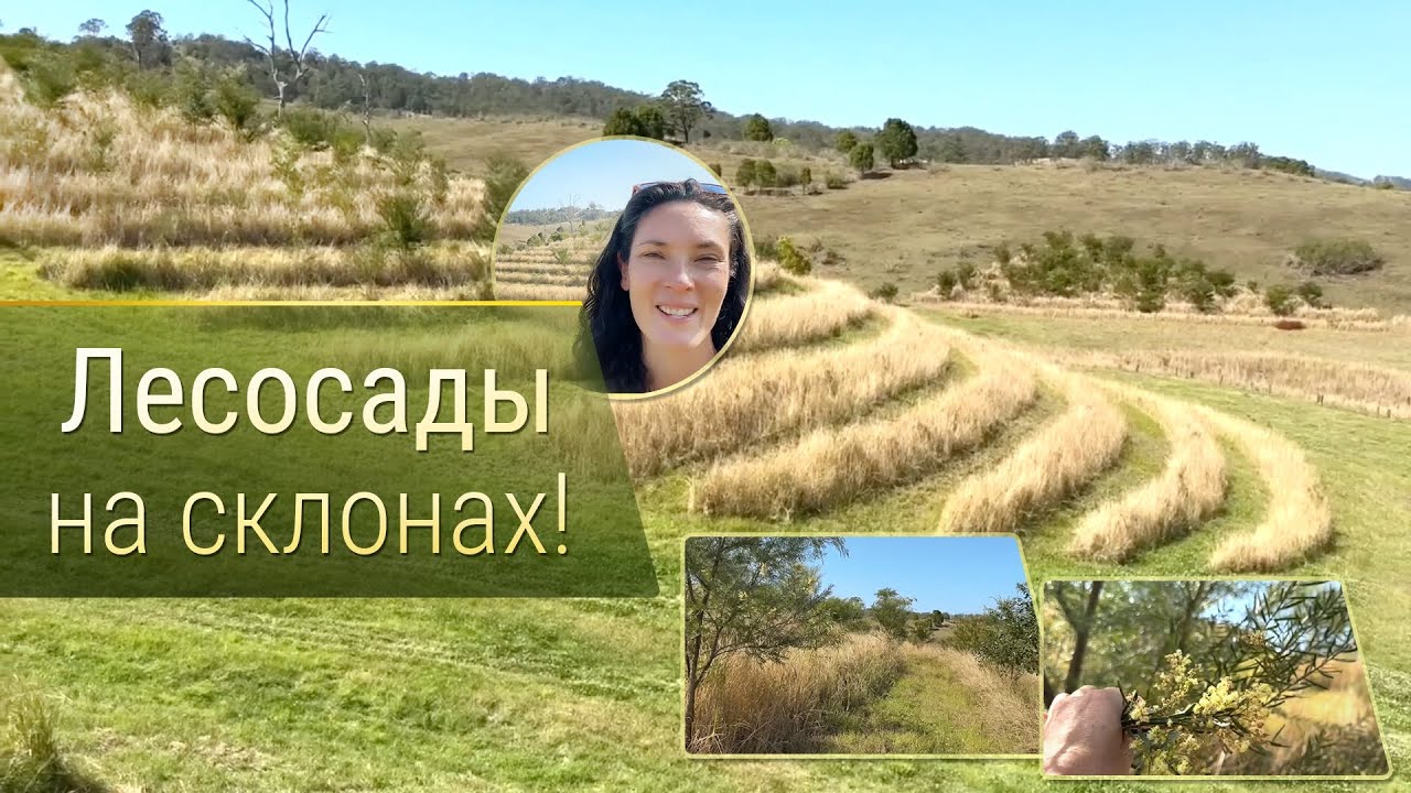 Лесосады на склонах!