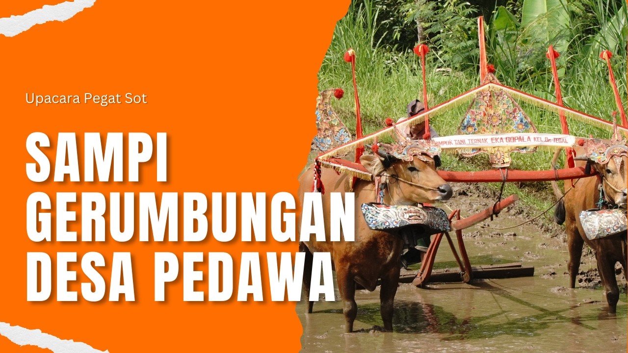 Upacara Pegat Sot Dengan Sampi Grumbungan