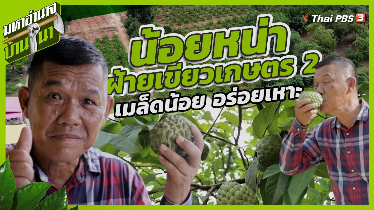 น้อยหน่าฝ้ายเขียวเกษตร 2 เมล็ดน้อย อร่อยเหาะ | มหาอำนาจบ้านนา