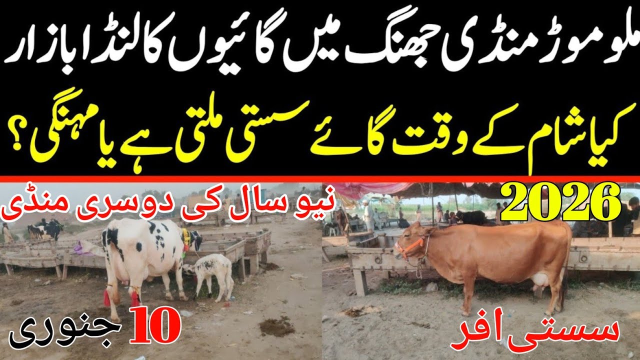 Today Malumor Mandi Jhang Update | Cows Fresh Rates Update | Cow Mandi 2026