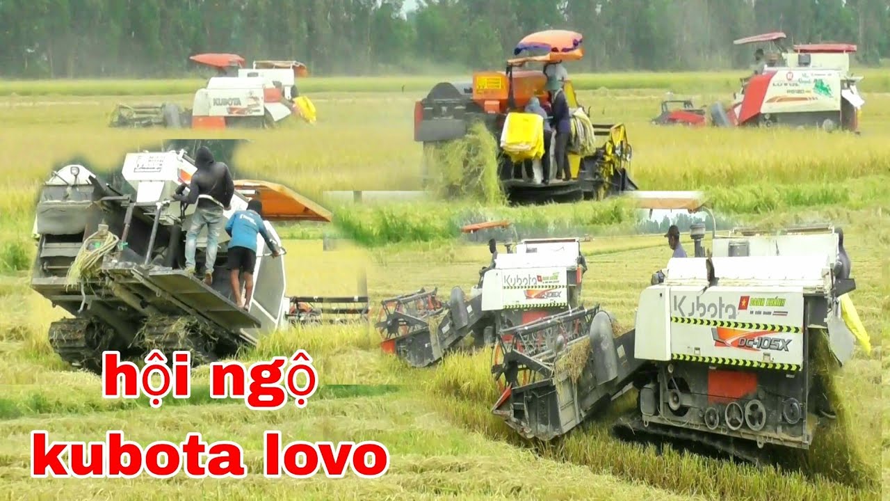 XEM CUỘC ĐỤNG ĐỘ KUBOTA DC70 BINH CÙNG LOVO 120 DC105X PHƯỢT LÚA ĐÔNG XUÂN