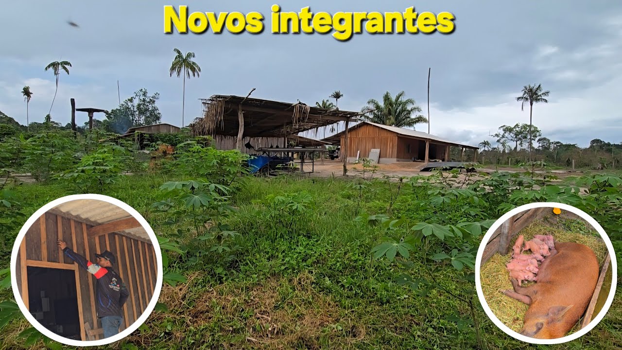 NOVOS  integrantes na Toca do Sapo. E trabalho continua.