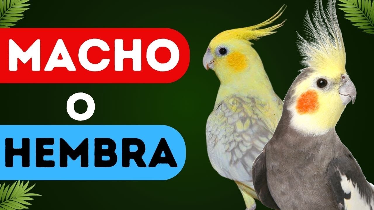 C&oacute;mo saber si mi CACAT&Uacute;A NINFA es HEMBRA o MACHO |  SEXAR A TU CACAT&Uacute;A Colapsita