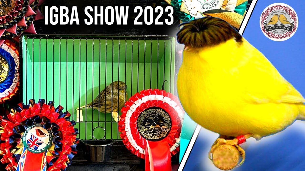 IGBA World Gloster Canary Show 2023