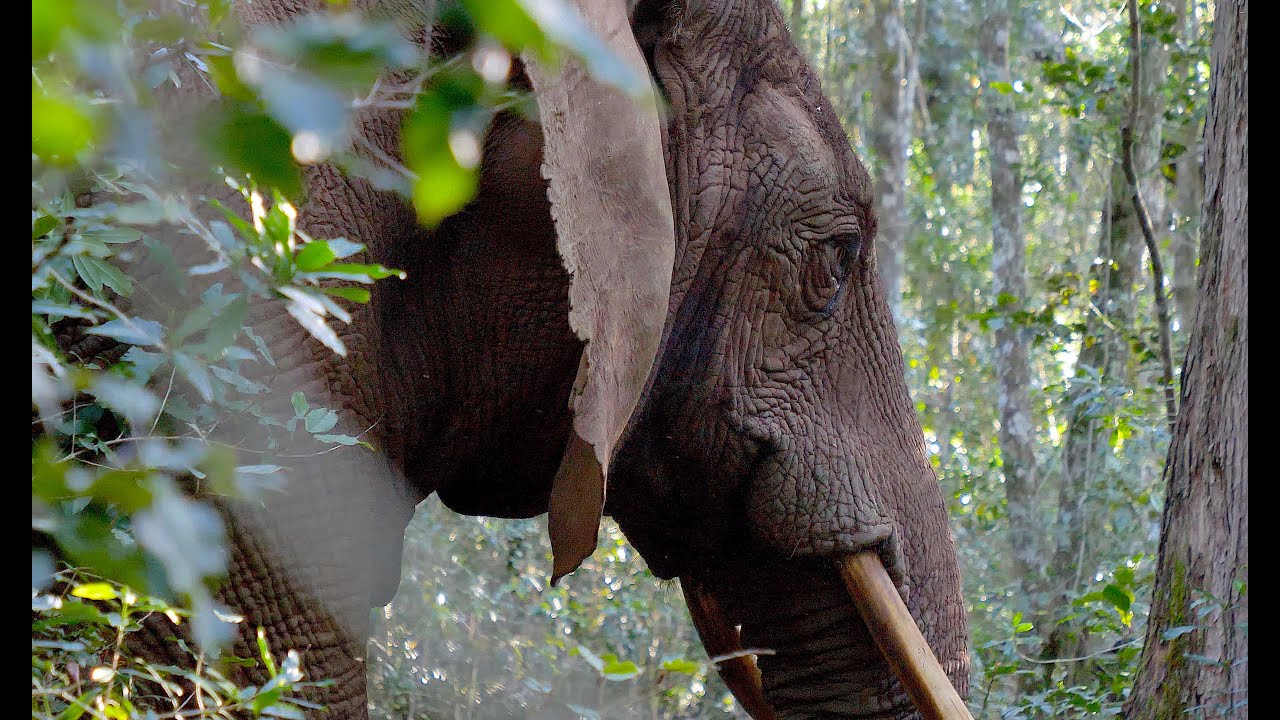 What's REALLY Happening to the Knysna Elephant?