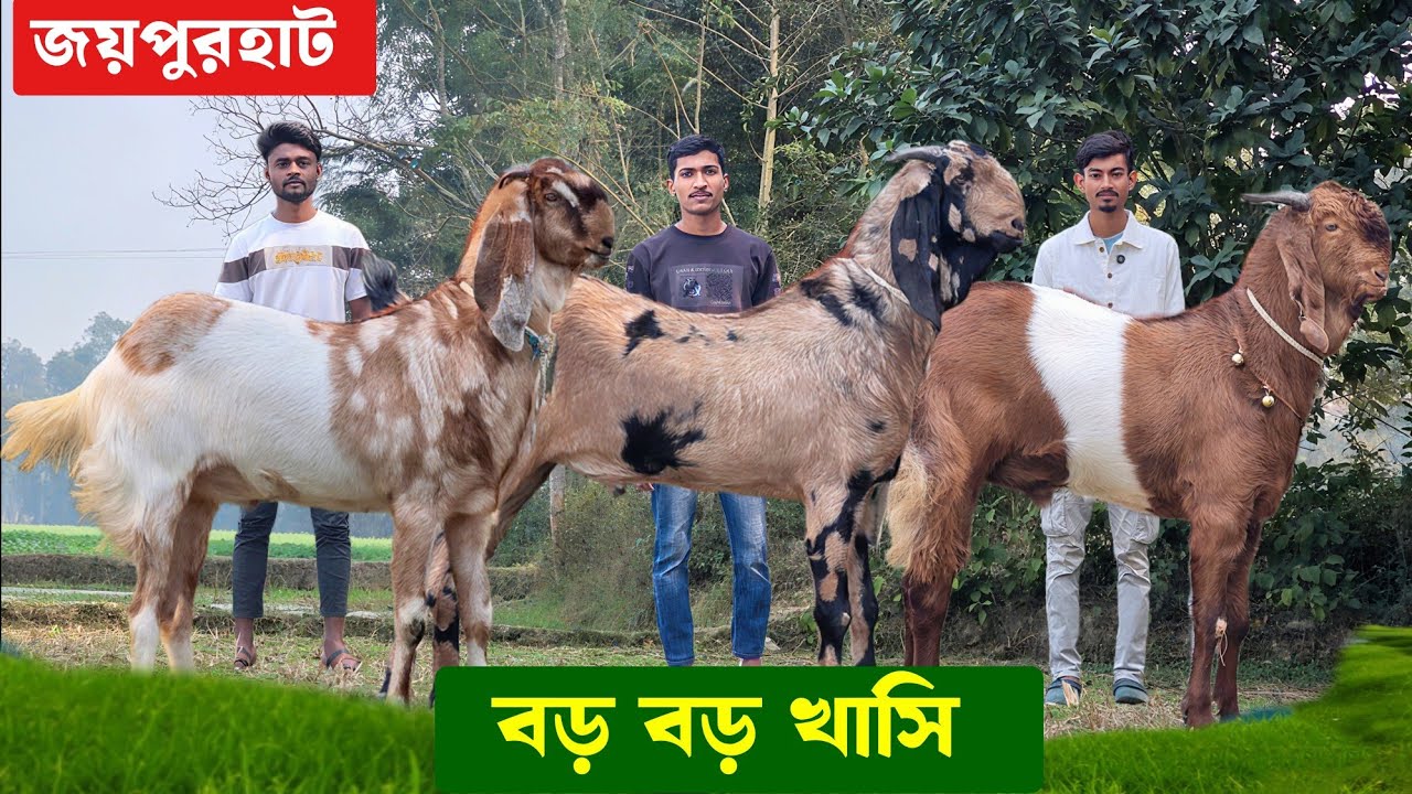 বড় বড় খাসি ও তোতাপুরি ছাগল বিটল ছাগল কিনুন জয়পুরহাটের ক্ষেতলাল থেকে Big Khasi 