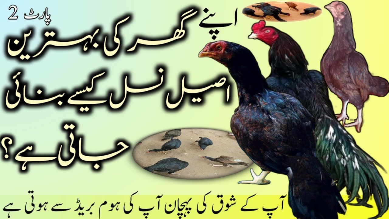 How to make a pure aseel home breed? Part 2 Master Aseels