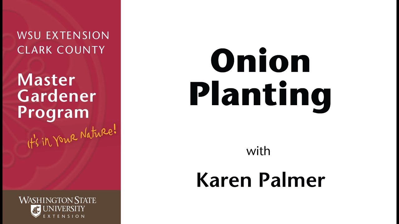 Onion Planting