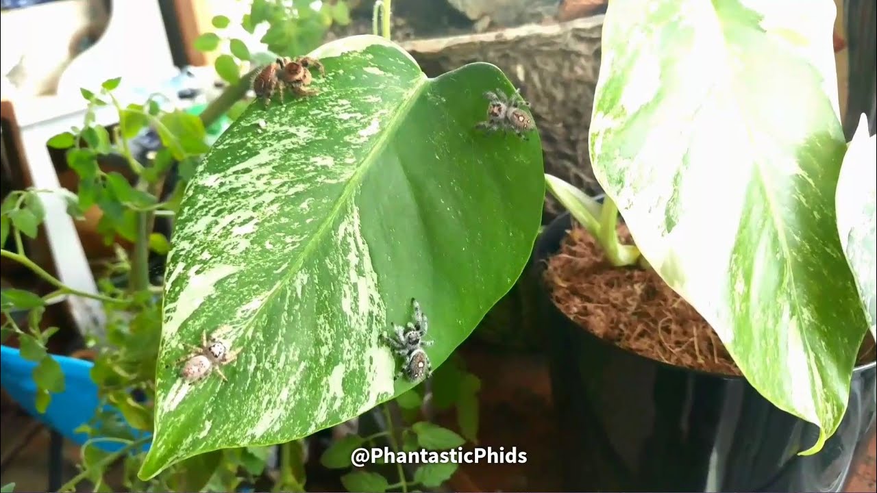 An Assortment of Pet Jumping Spiders