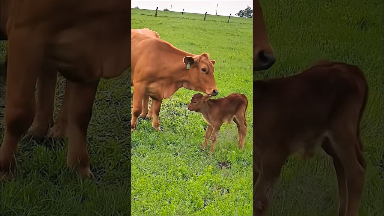 cute cow and her calf eating grass #cow #animals #cowvideos #cutecow #babycow #cowcalf #cows #shorts
