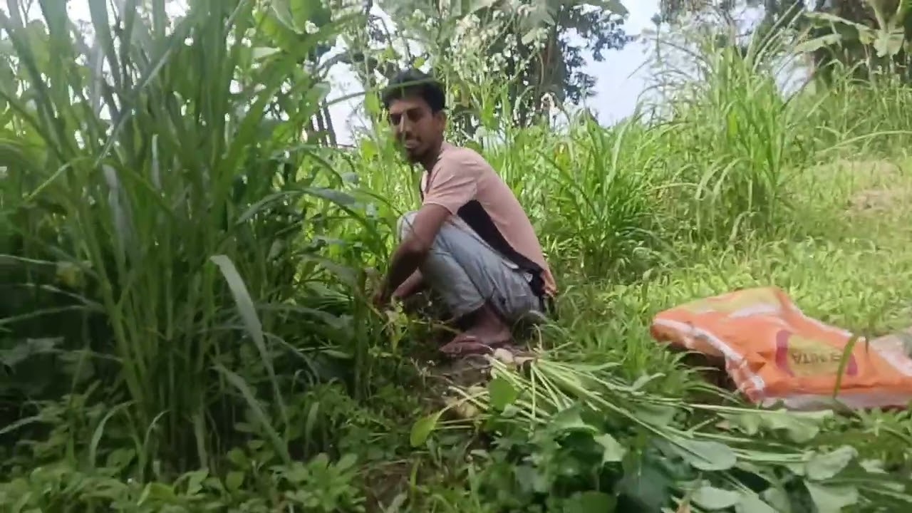 মানুষের খাবার গরুর জন্য এখন