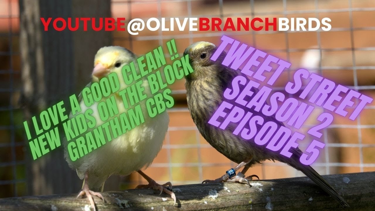 Tweet Street Season 2 Episode 5 - keeping & breeding Lizard and fife canaries.