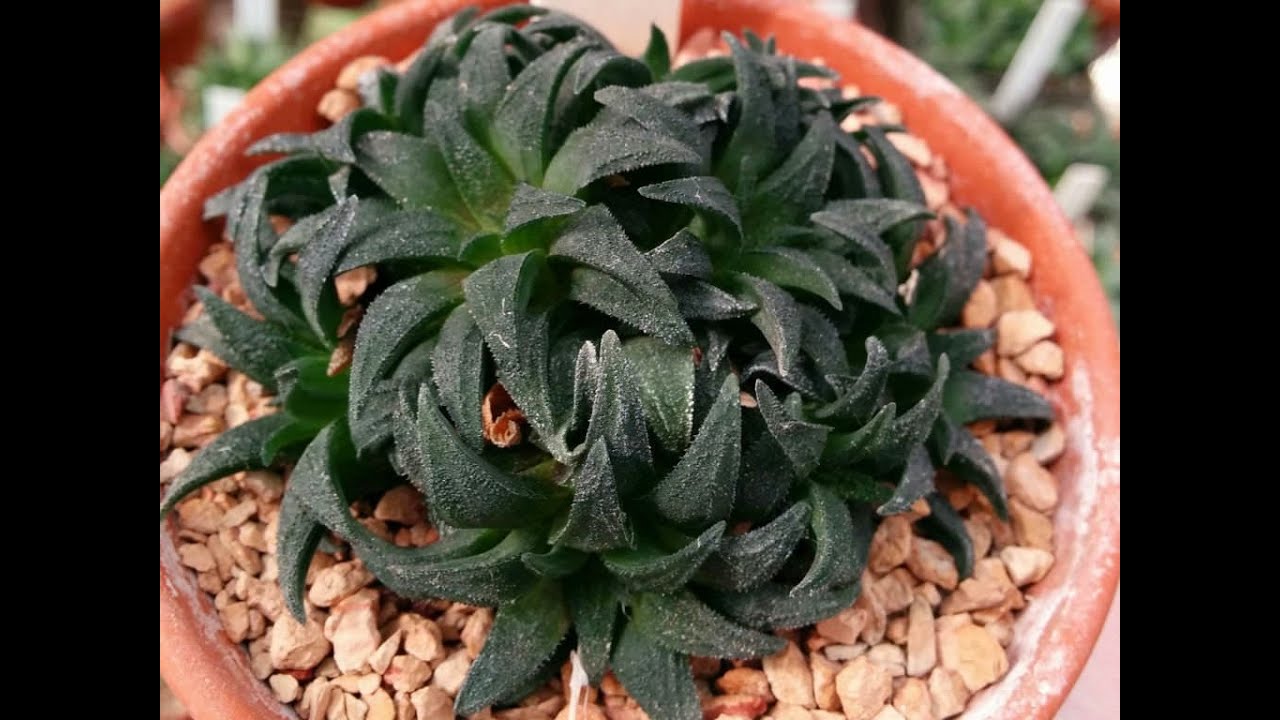 la Haworthia mas pequeña y rara del mundo haworthia parksiana