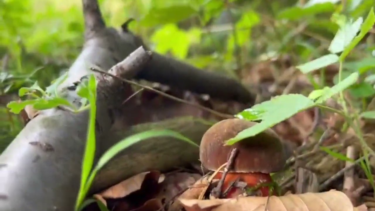 Dotted stem bolete (Neoboletus luridiformis) in a forest on Czantoria Mountain, Ustron, Poland