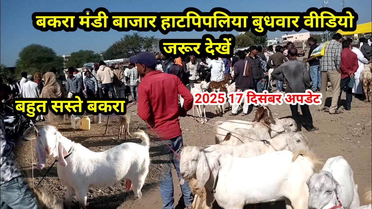 बकरा मंडी  हाटपिपलिया बुधवार सस्ते बकरा#shortvideo #bakripalankaisekre  17 दिसंबर 2025