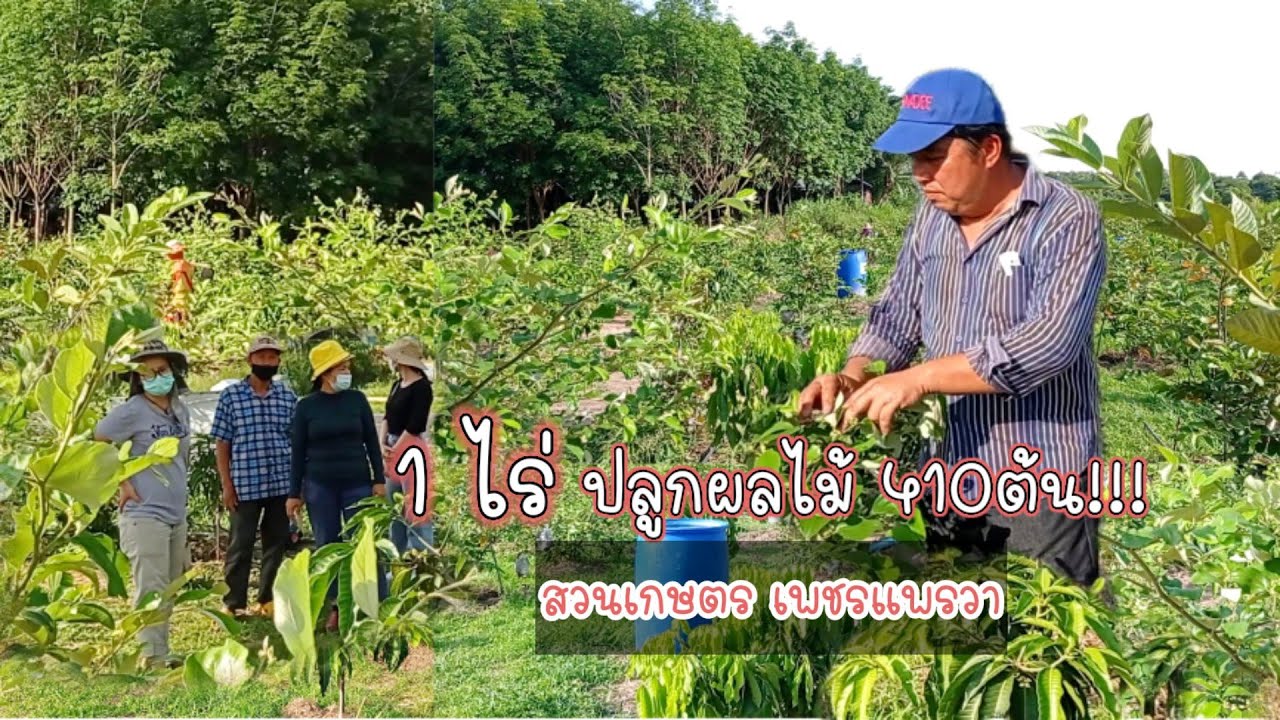 ใช้พื้นที่ให้เกิดประโยชน์สูงสุด ทำให้เป็น 1ไร่ 1แสน ภายใน 2ปี โดย อ.ตุ๊ สวนเกษตร เพชรแพรวา