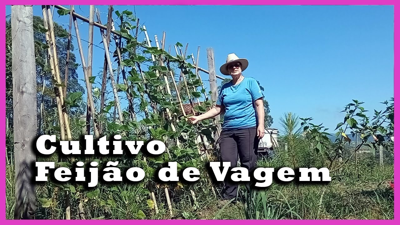 Dicas de Cultivo: Feijão de Vagem!