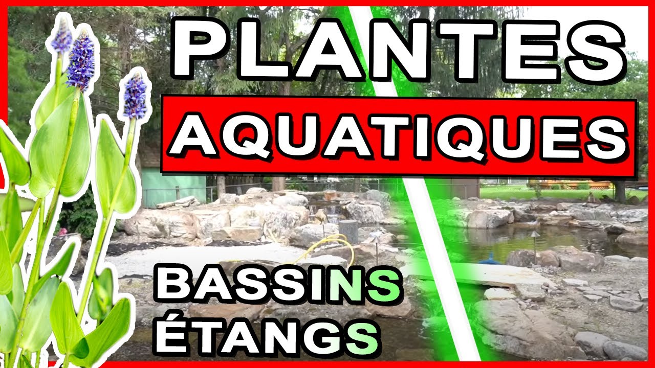 Plantes Aquatiques pour Bassin et Étang - L'utilisation des plantes dans un bassin aux USA