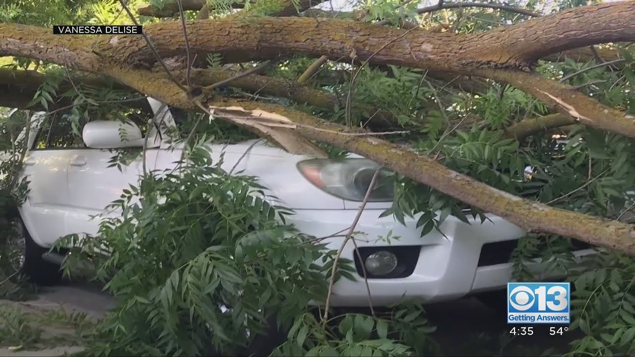 Falling Trees and Damaged Cars: What you should know