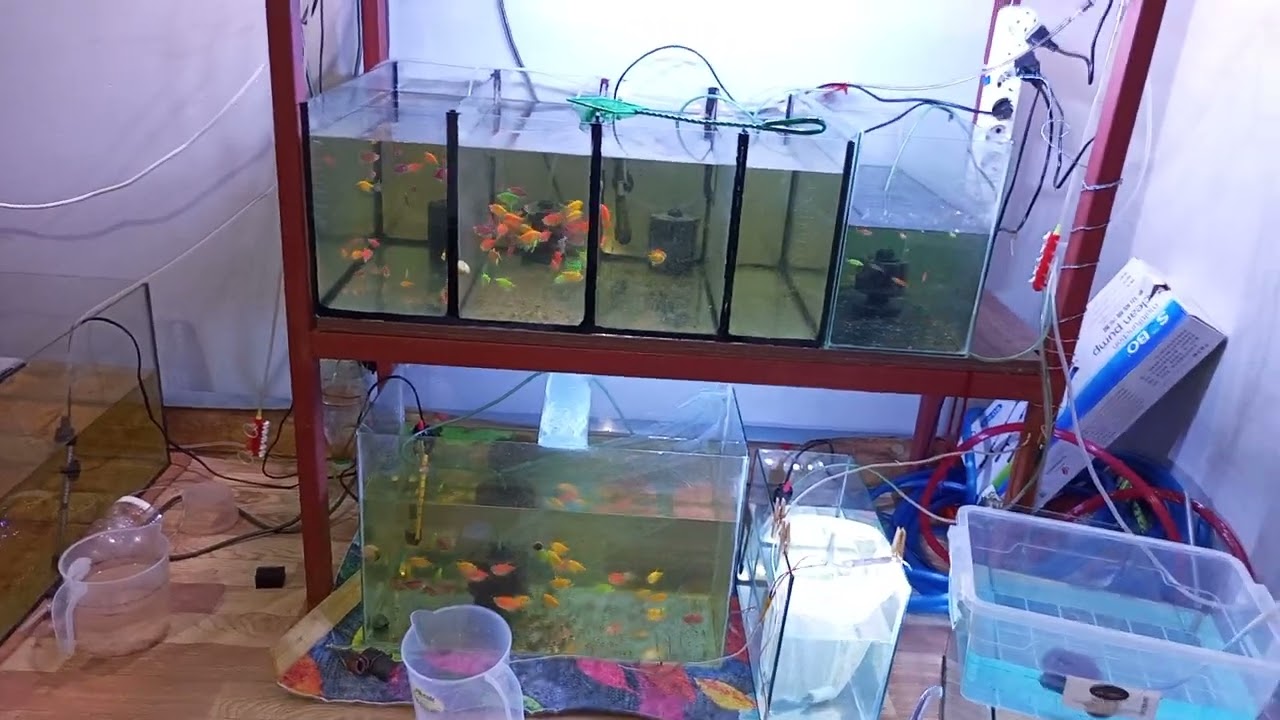 Trans genetik tetra üretim yumurtlama Amanları kesin bilgi