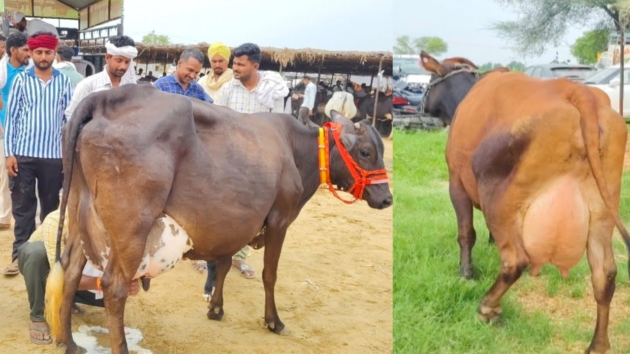 10 से 30 लीटर+ दूध वाली,hf, जर्सी गाय💥 बेहरवाला कलान पशु मंडी राजस्थान 💥#cow #hf #jerseycow #pandya 