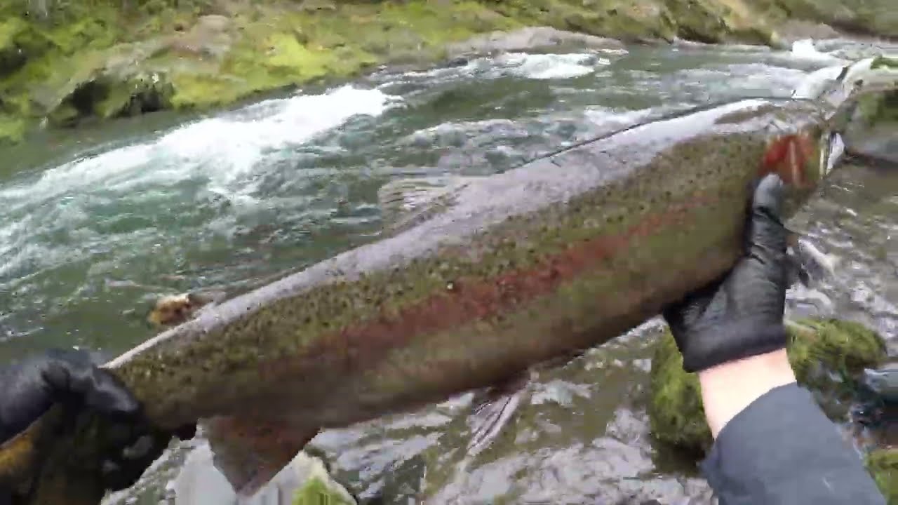 Small river big fish, high mountain steelhead fishing