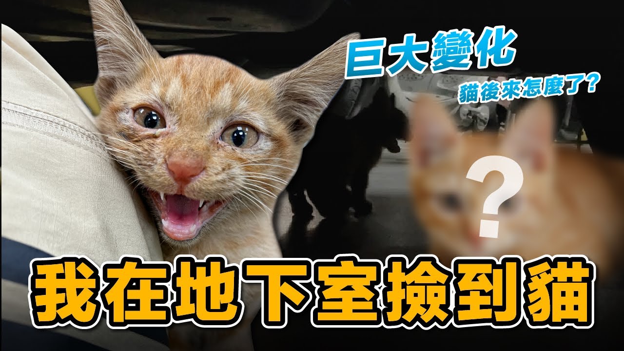 在地下室撿到一隻小貓，有兩隻橘貓的我，又遇到一隻？這運氣也太橘貓了 | 薯餅薯泥是橘貓