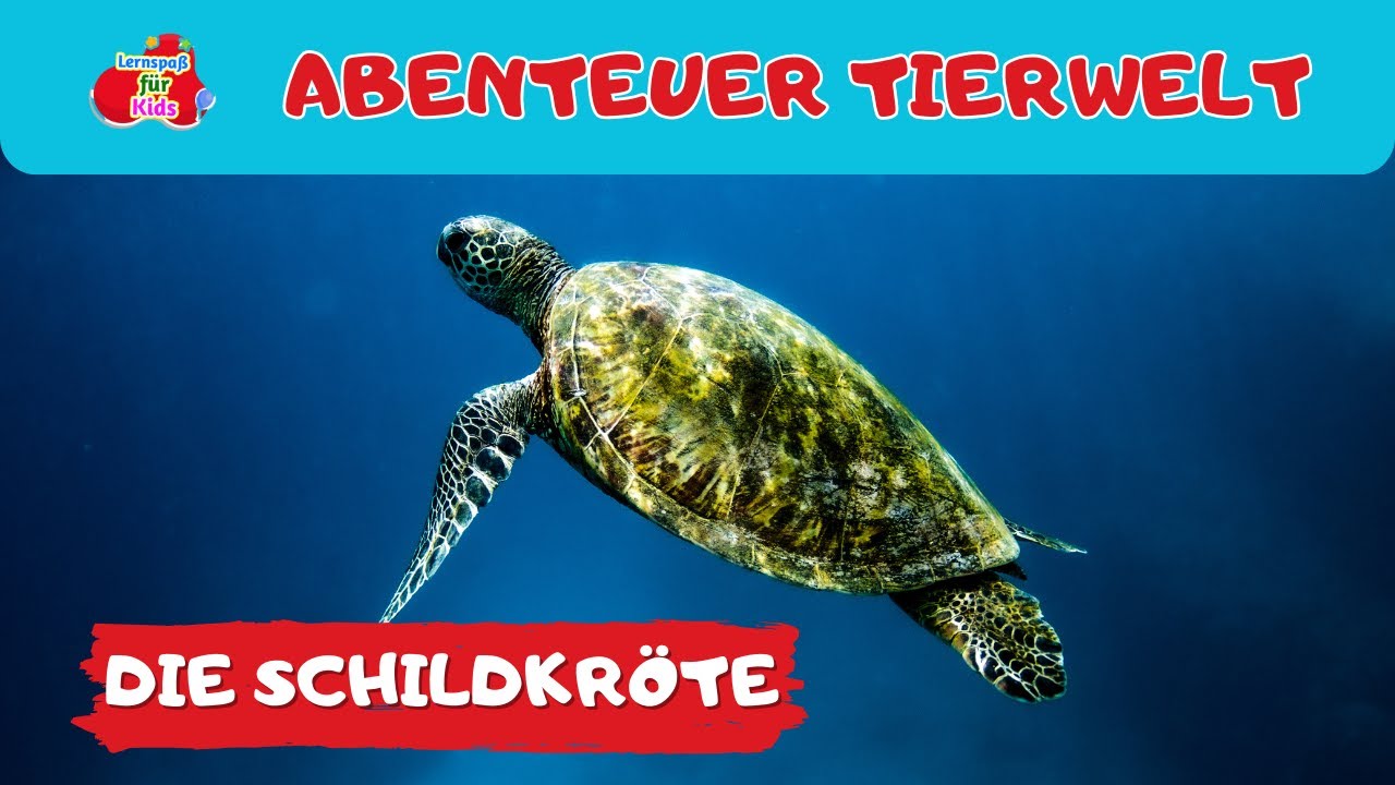 Abenteuer Tierwelt | Die Schildkr&ouml;te | Tiere lernen f&uuml;r Kinder und Kleinkinder