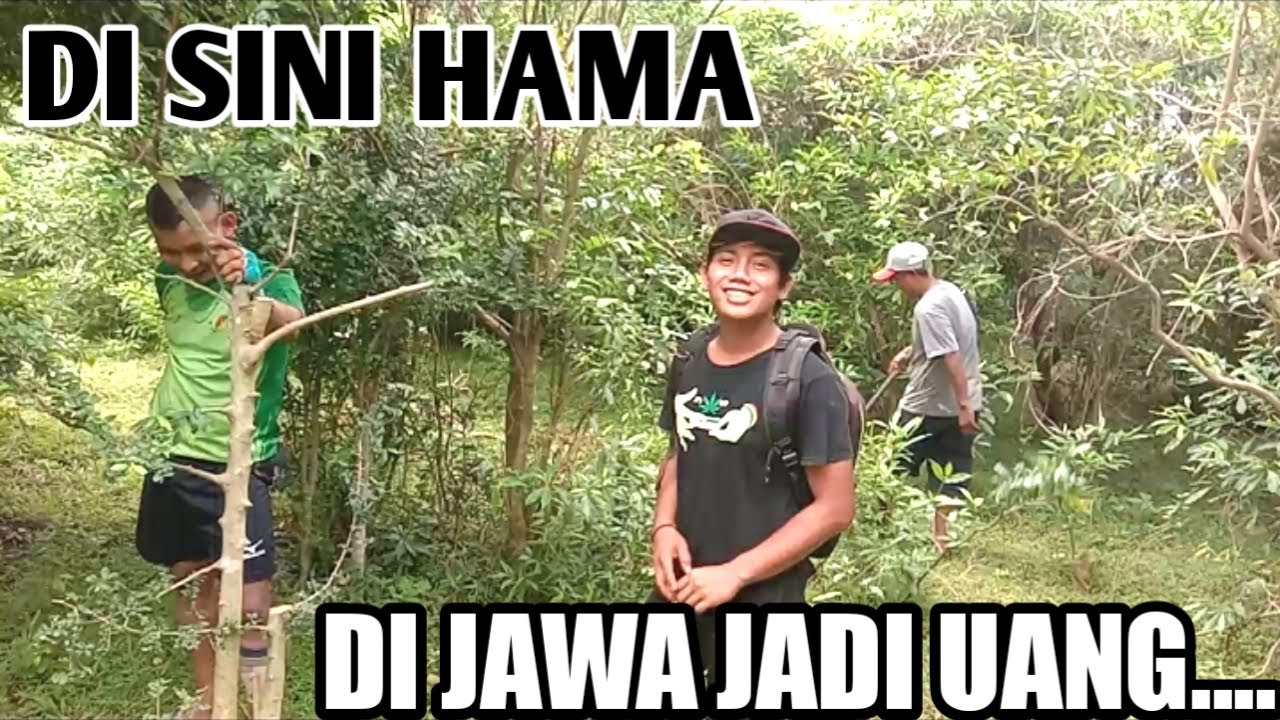 HUTAN SERUT TERLUAS [ STREBLUS ASPER BAHAN BONSAI ]