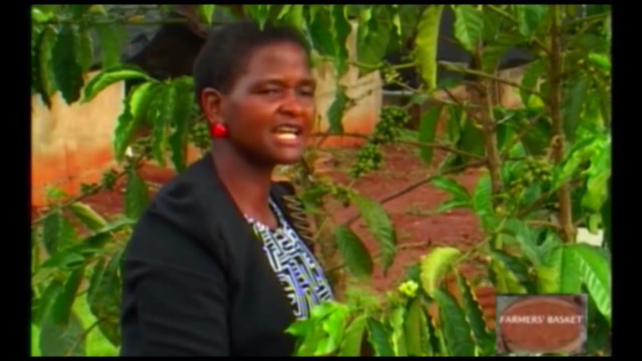 FARMERS BASKET: ROBUSTA COFFEE GROWING BEST PRACTICES