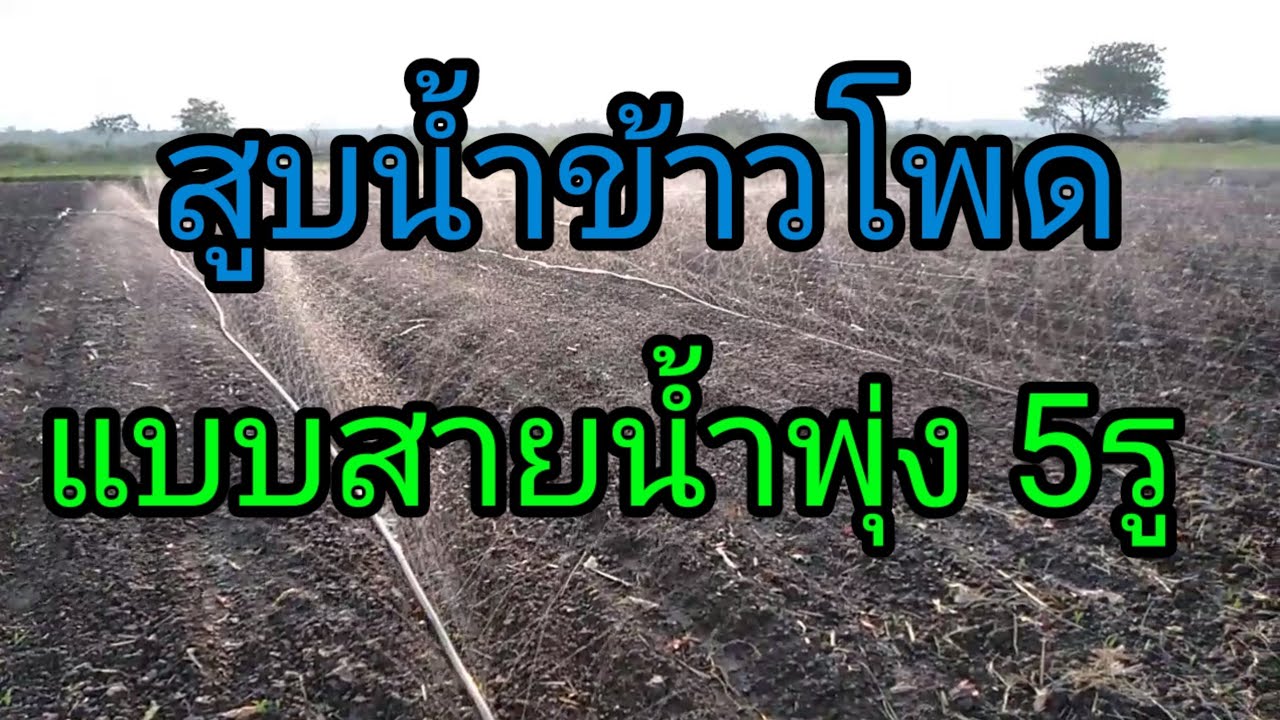 สูบน้ำ#ข้าวโพดระบบสายน้ำพุ่ง#Pugping corn water #water system#การติดตั้งสายน้ำพุ่ง5รู@ยุพิน แคคตัส