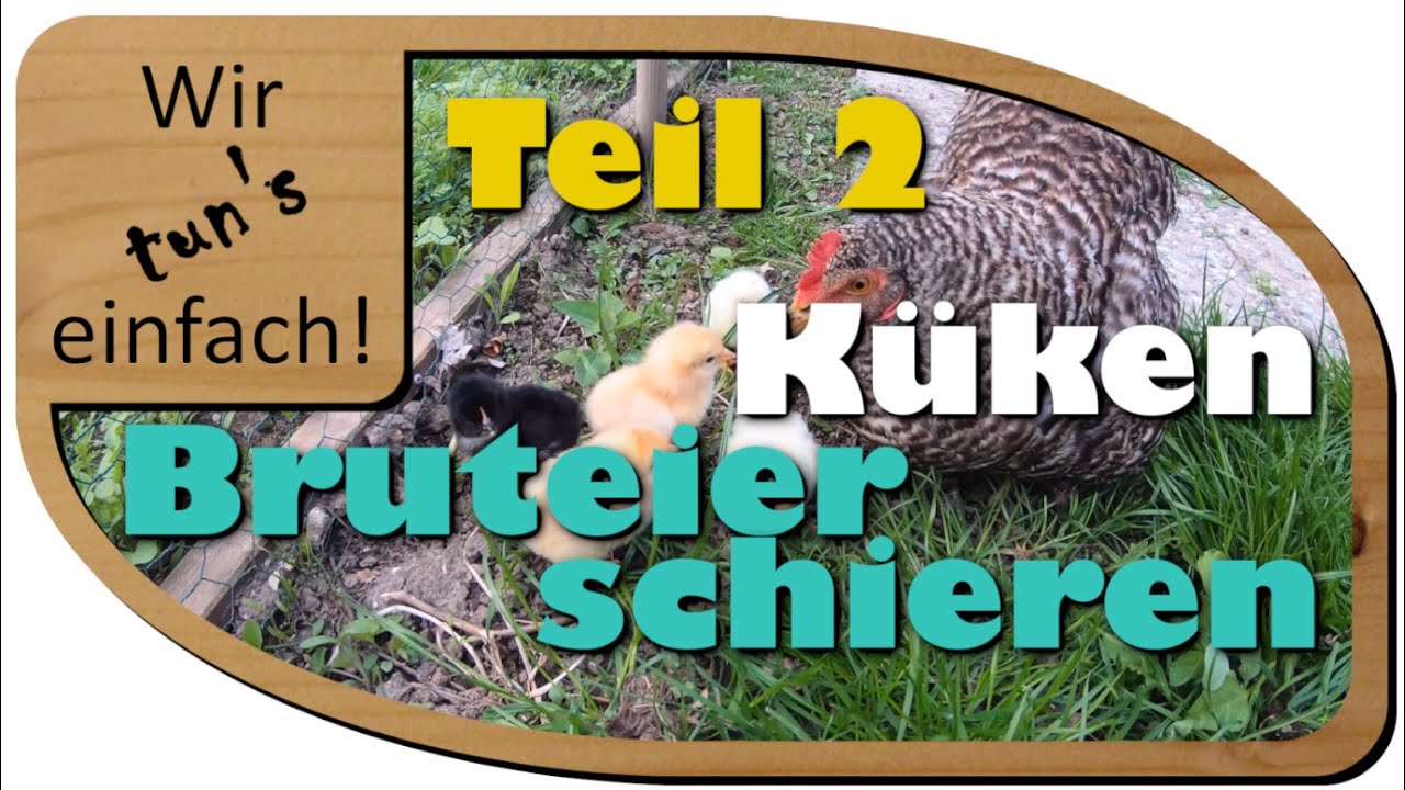 #2 Geflügel Naturbrut Küken, Bruteier schieren, Küken schlüpfen | Wir tun's einfach!