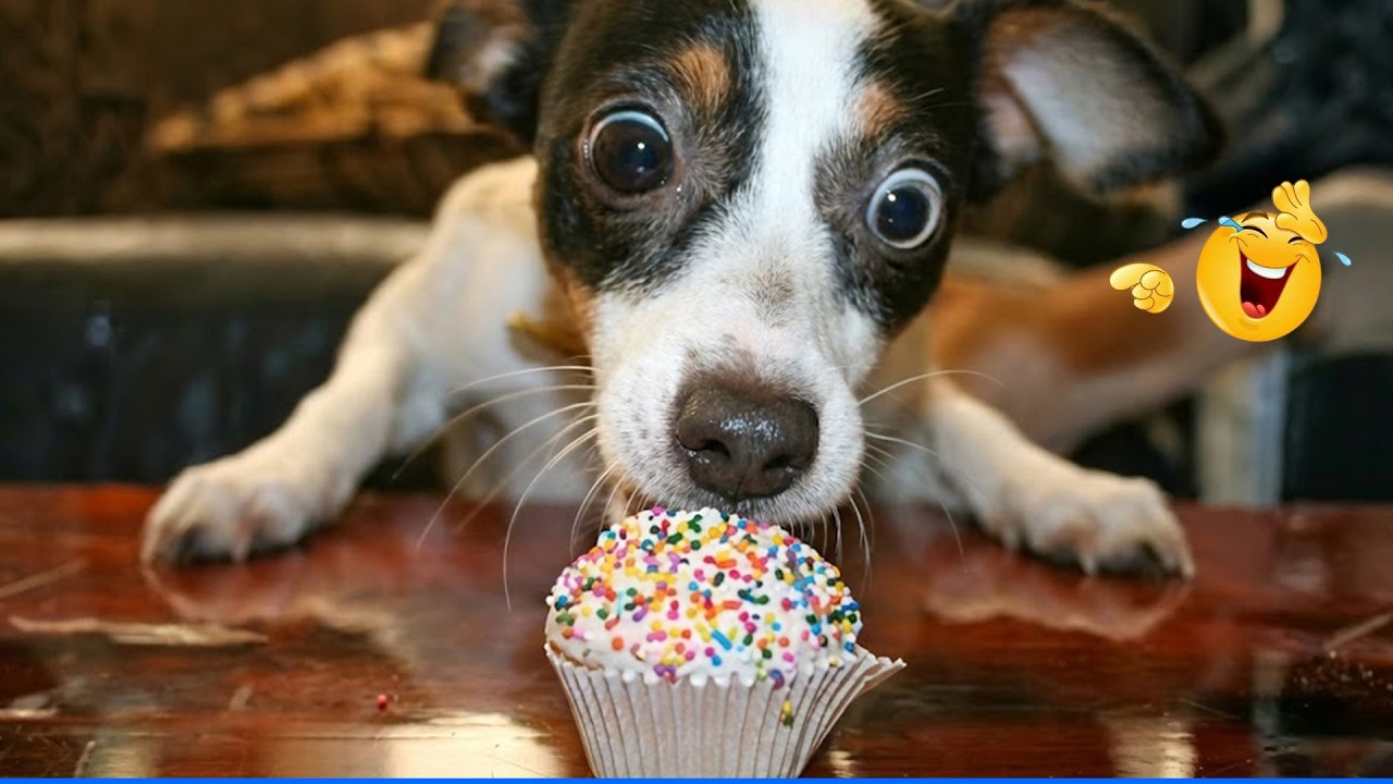 You Will Die Laughing At These Cats and Dogs 😹🐶 The Funniest Dog Moments Compilation 🐾