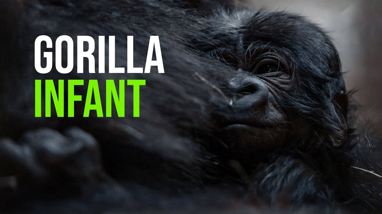 Fort Worth Zoo Announces Birth Of Western Lowland Gorilla Baby